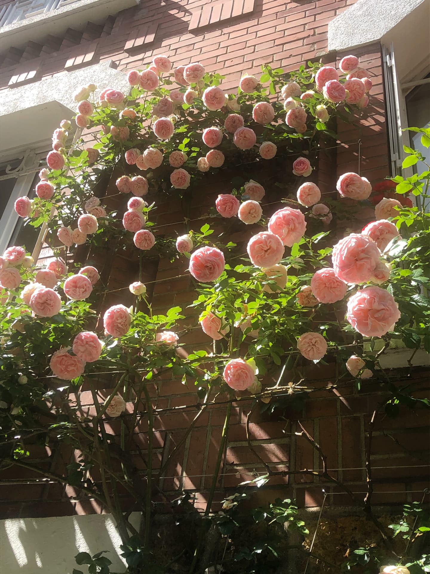 un-bouquet