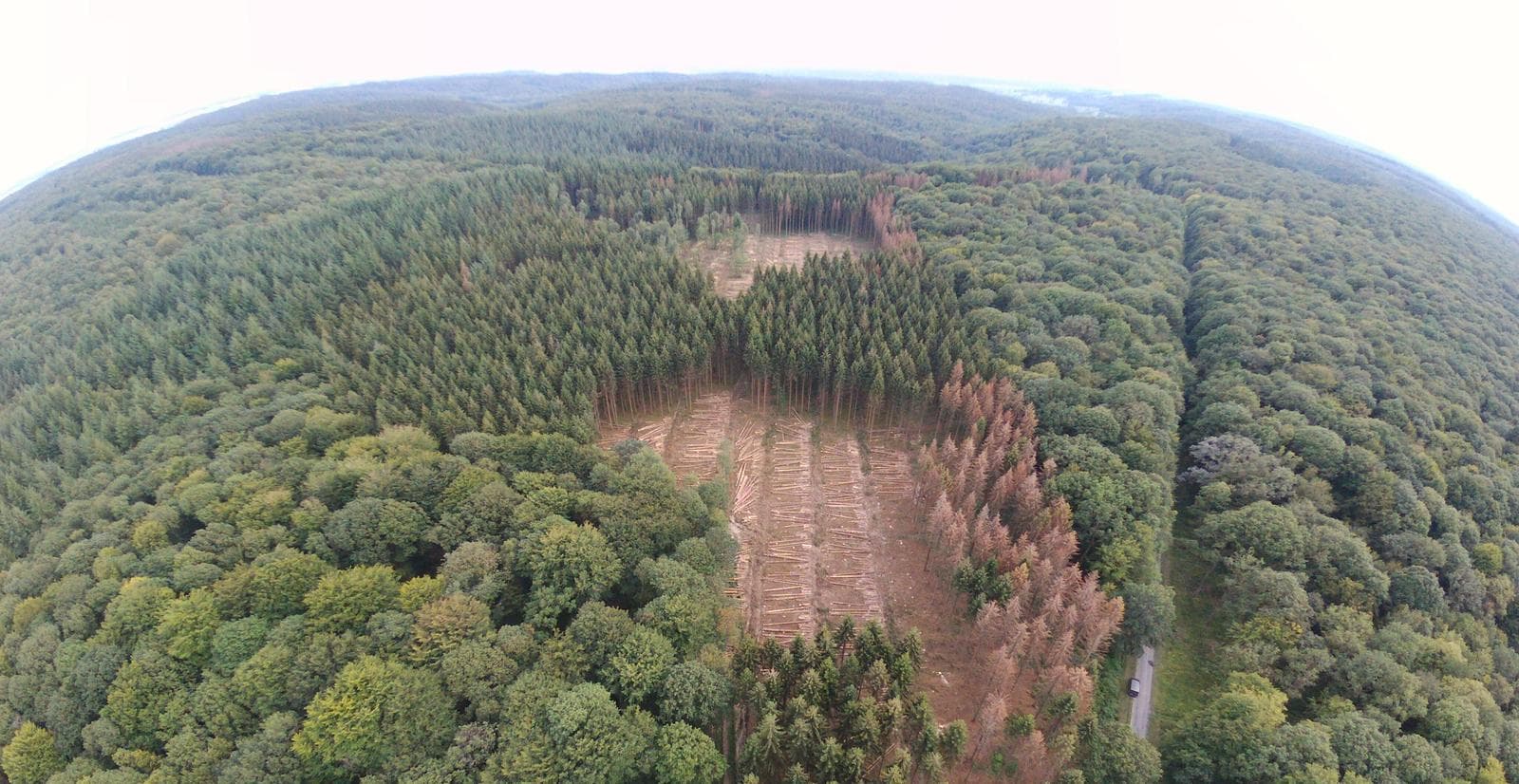 Image d'illustration pour Sécheresse et chaleur : Les forêts françaises dépérissent 