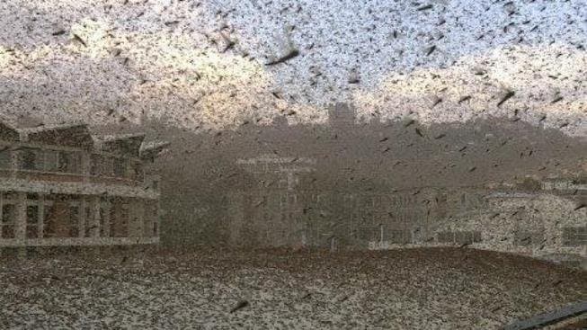 Image d'illustration pour Chaleur et vent favorisent une invasion de criquets à Madagascar