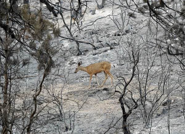 Image d'illustration pour Incendies aux Etats-Unis : alerte maximale