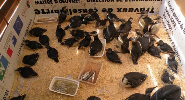 Image d'illustration pour Plus de 21 000 oiseaux échoués en France lors des tempêtes