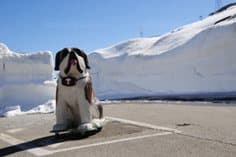 Image d'illustration pour Ouverture des grands cols et neige en haute montagne