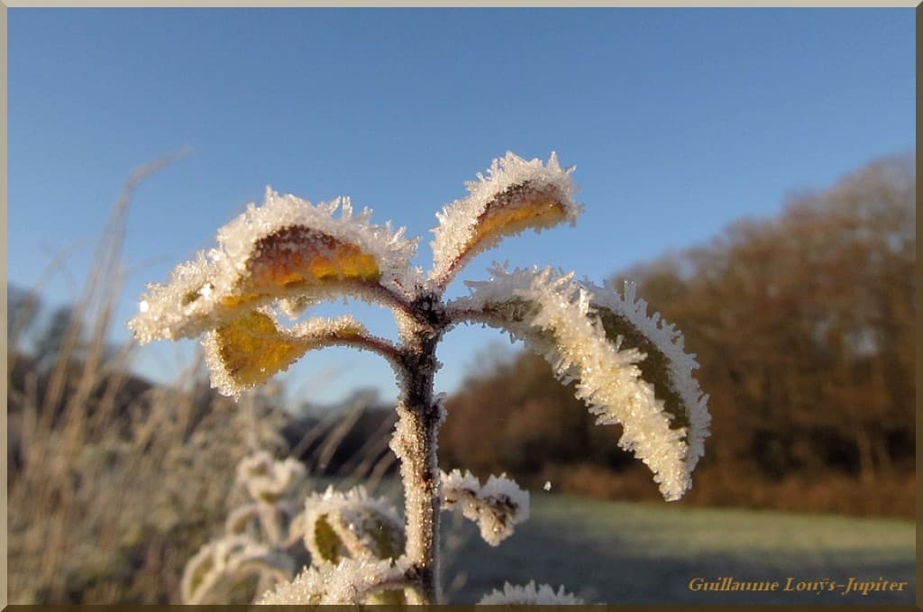 Image d'illustration pour Vos plus belles photos de givre