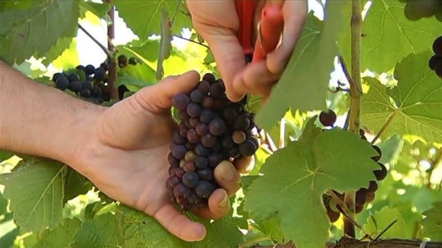 Image d'illustration pour Début des vendanges en Champagne 