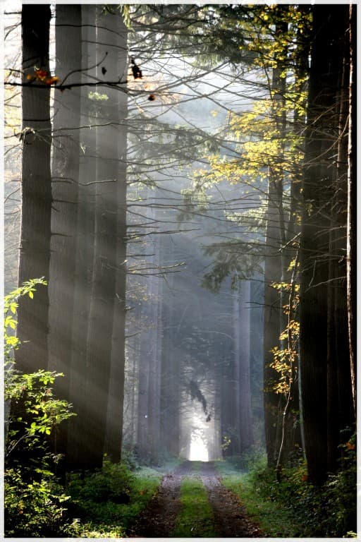 bois du Comte Lobbes