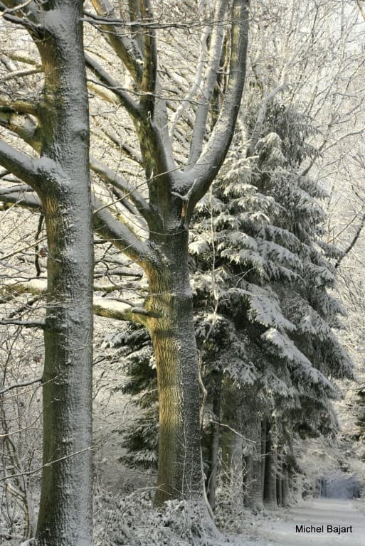 bois du comte
