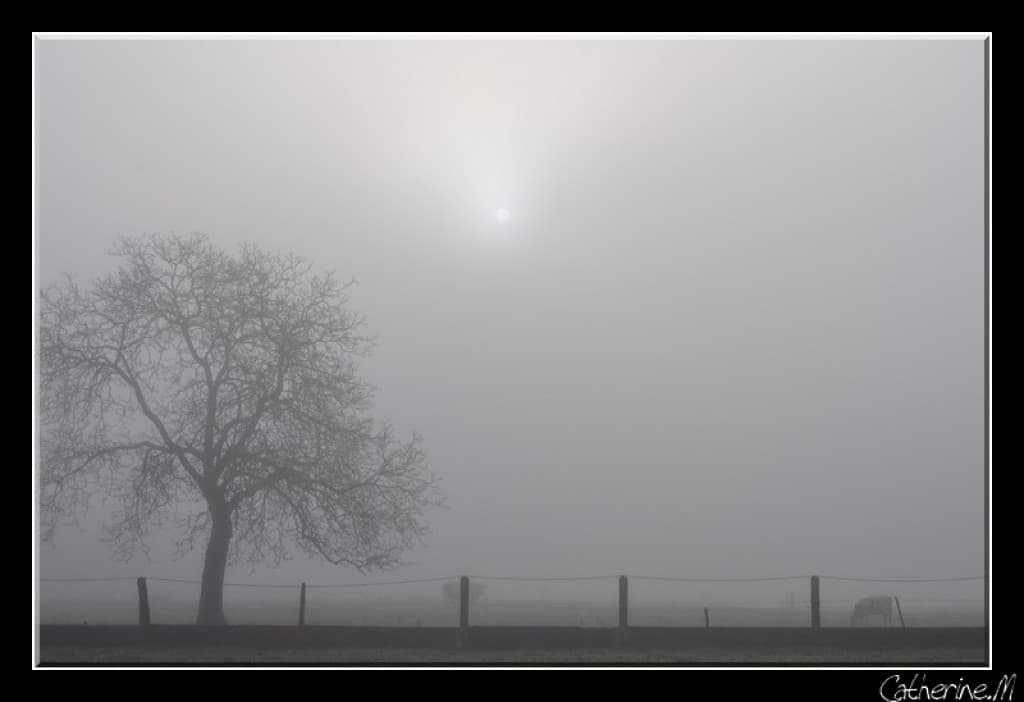 Brouillard!