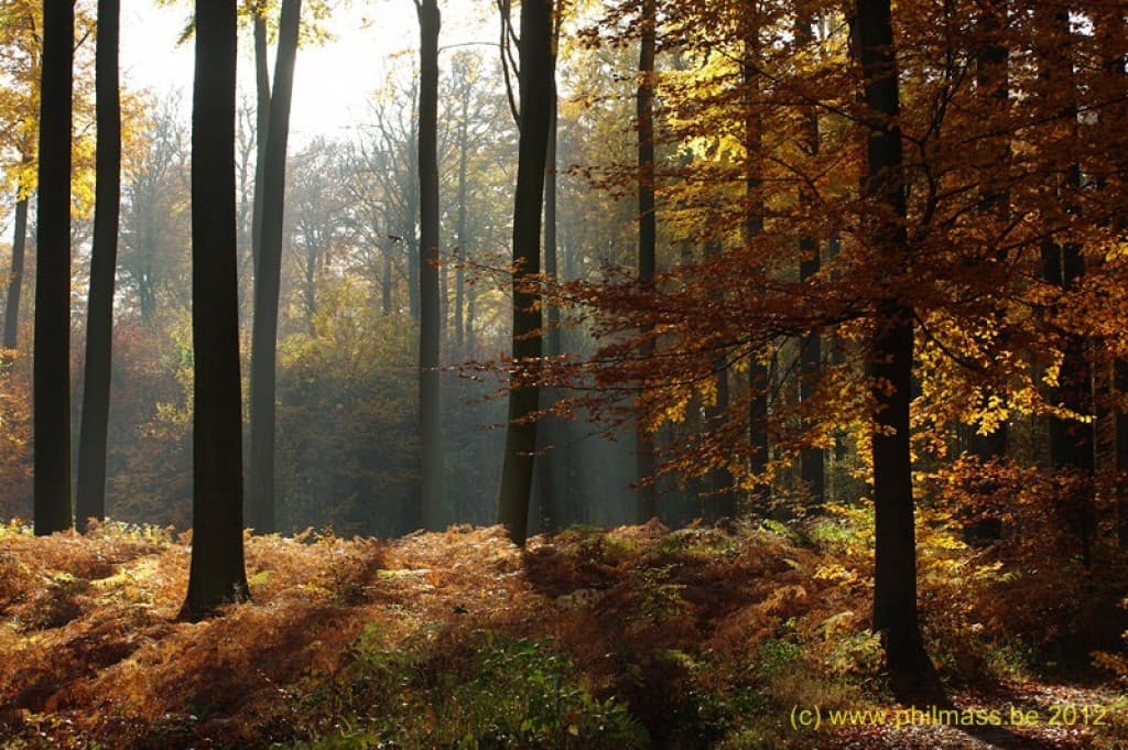 l'or de la forêt de Soignes