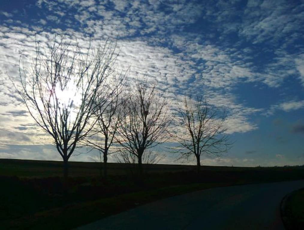 4 arbres 