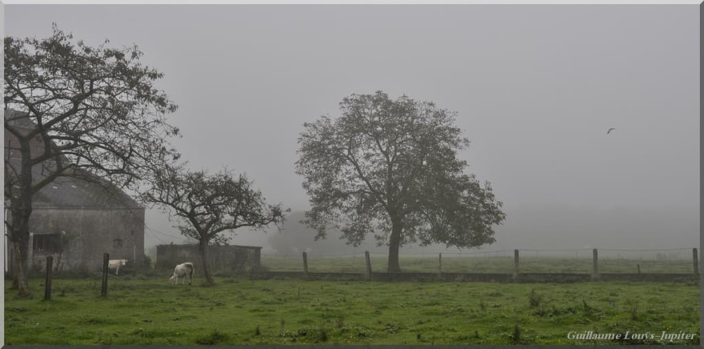 Brouillard d'anniversaire