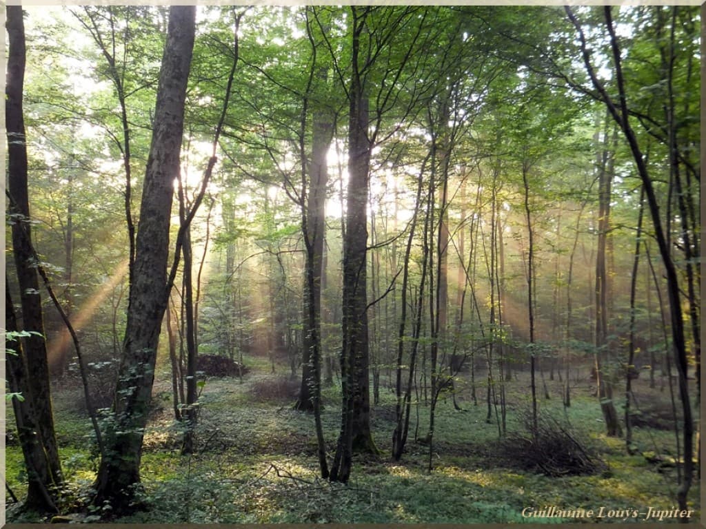 Brume forestière