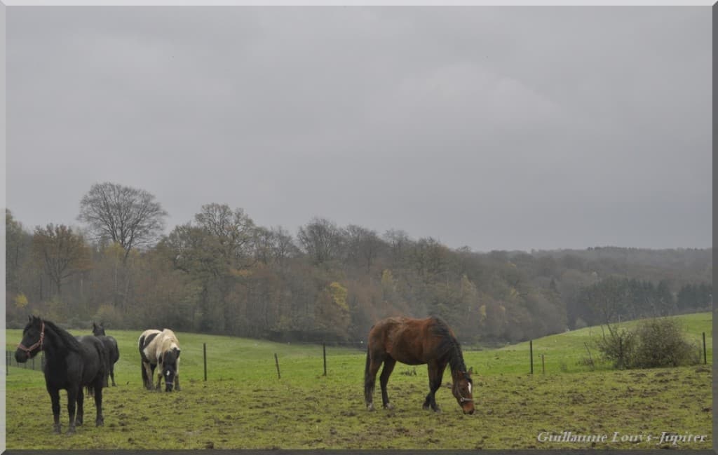 Equine liberté