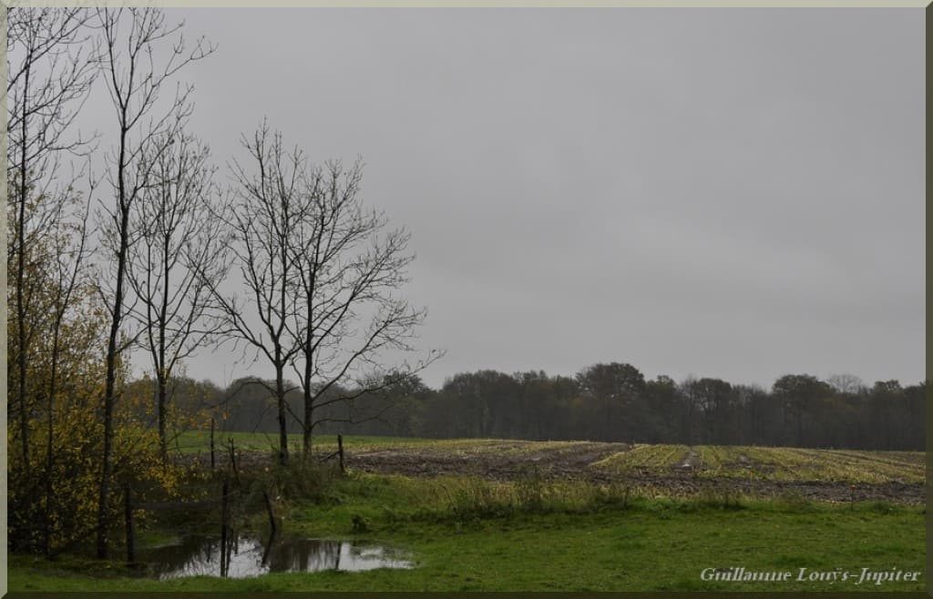 Gris automne