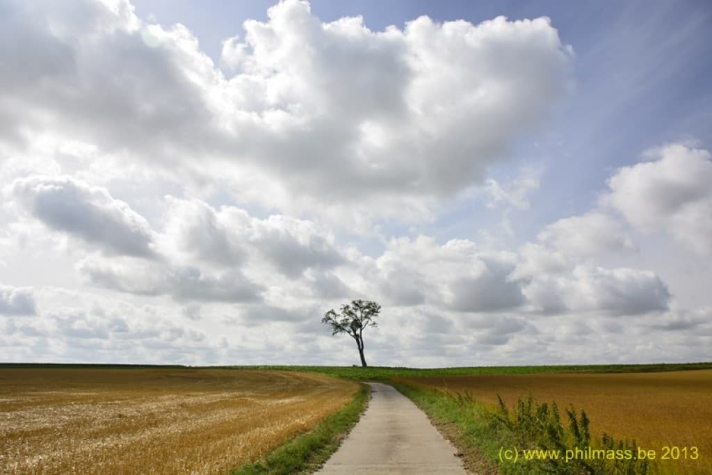 L'arbre et l'été