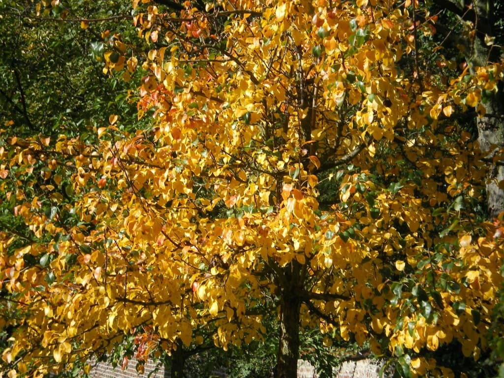Nature d'automne
