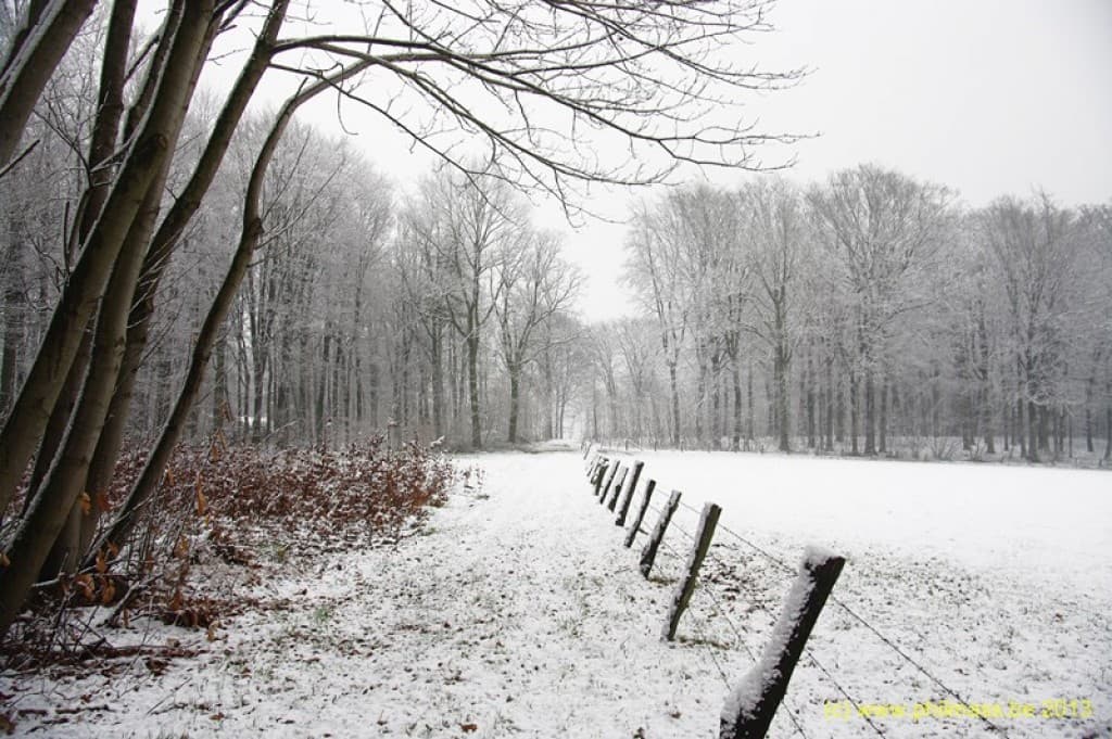 neige de mars