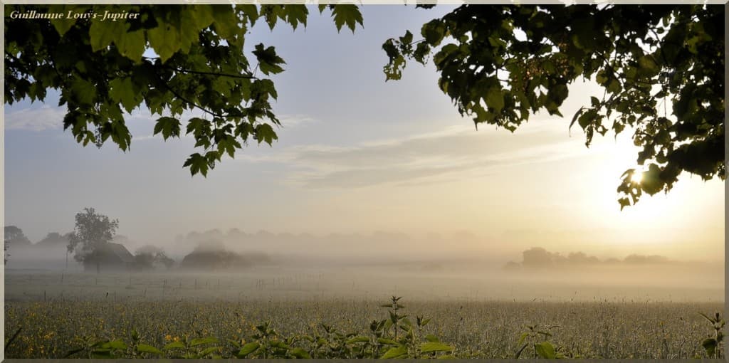 D'or est la brume