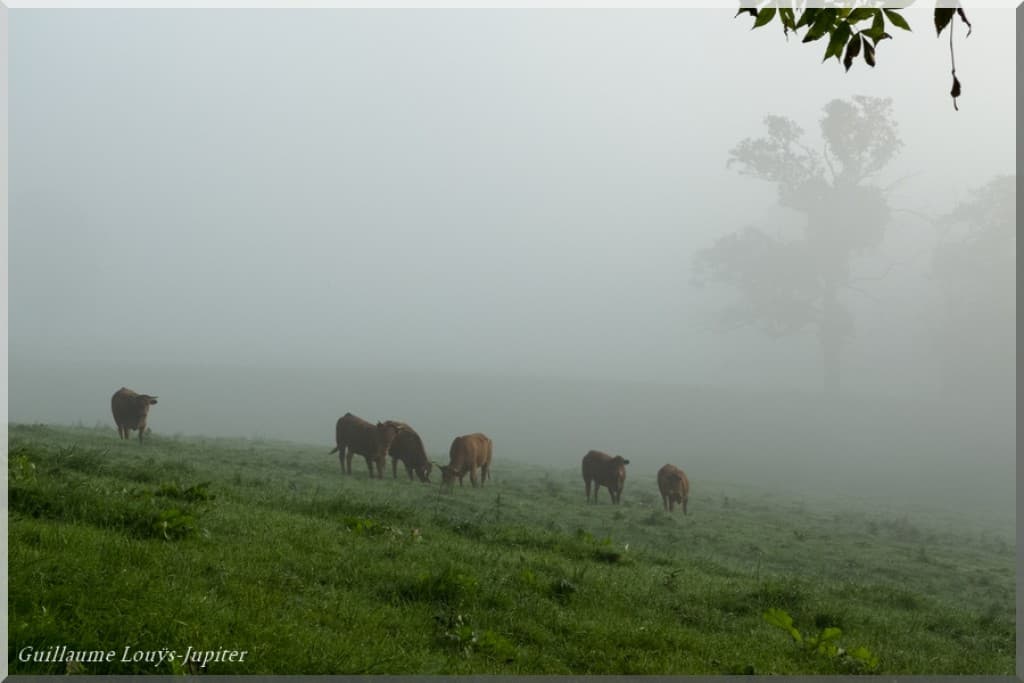 Encore des vaches !