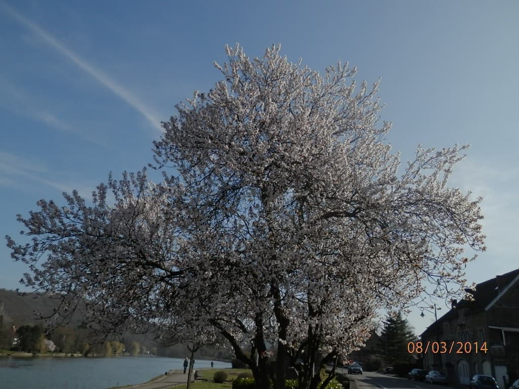 Printemps précoce