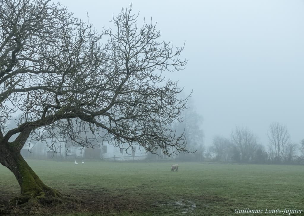 Brouillard épais