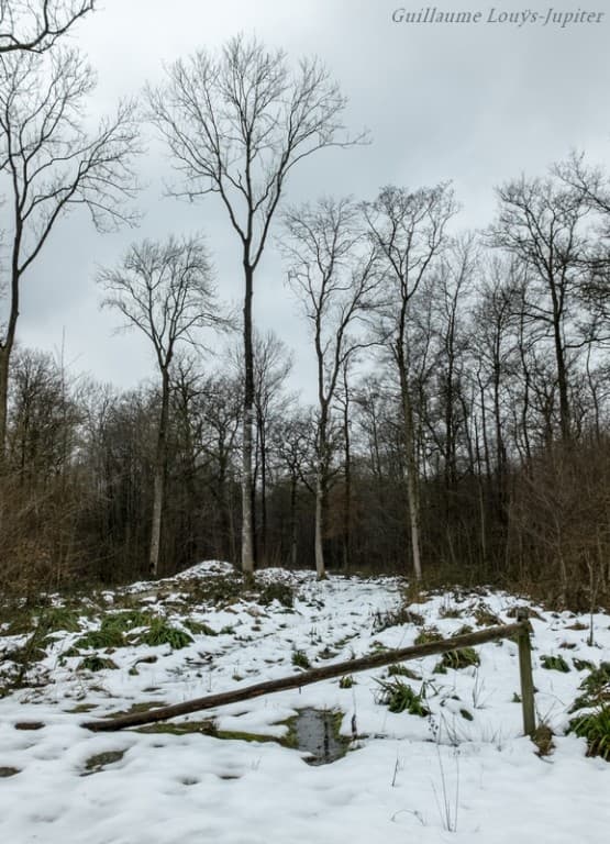 Encore un peu de neige dans la forêt !