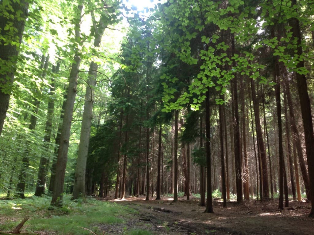 Lumière d'été 