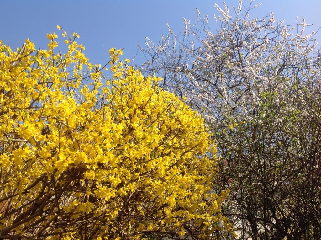 Temps des abeilles...
