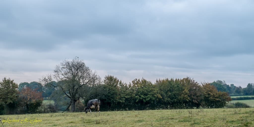 Automne gris