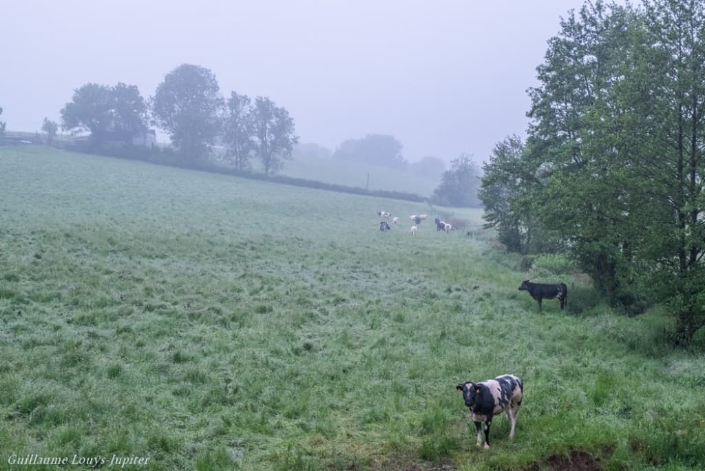 Bruine et brume