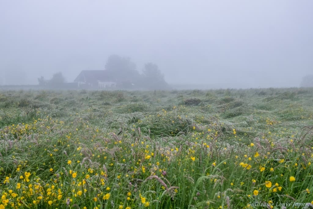 Brume et bruine