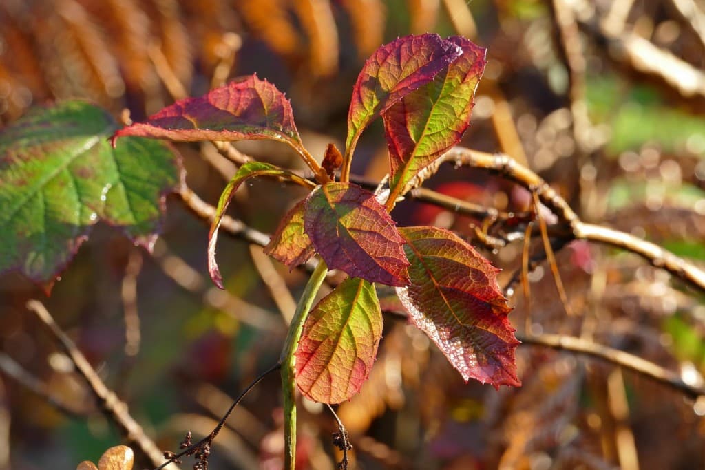 Dernière couleurs avant l' hiver