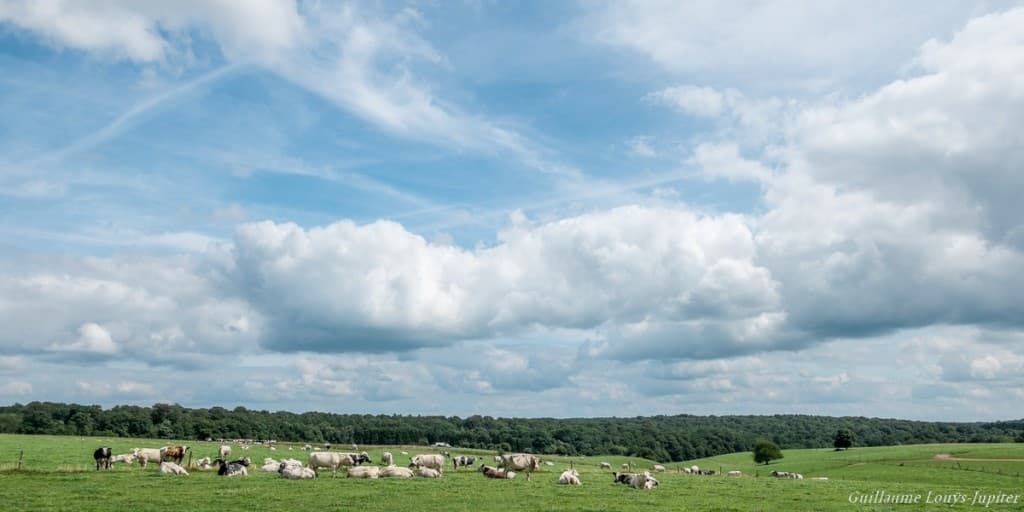 Encore et toujours des cumulus