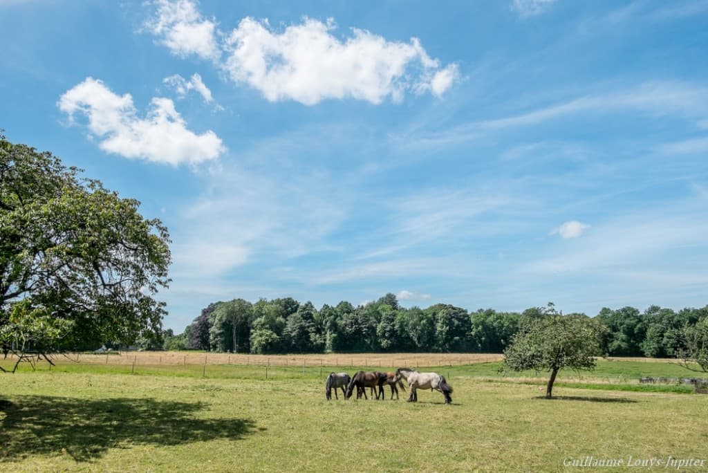 L'été