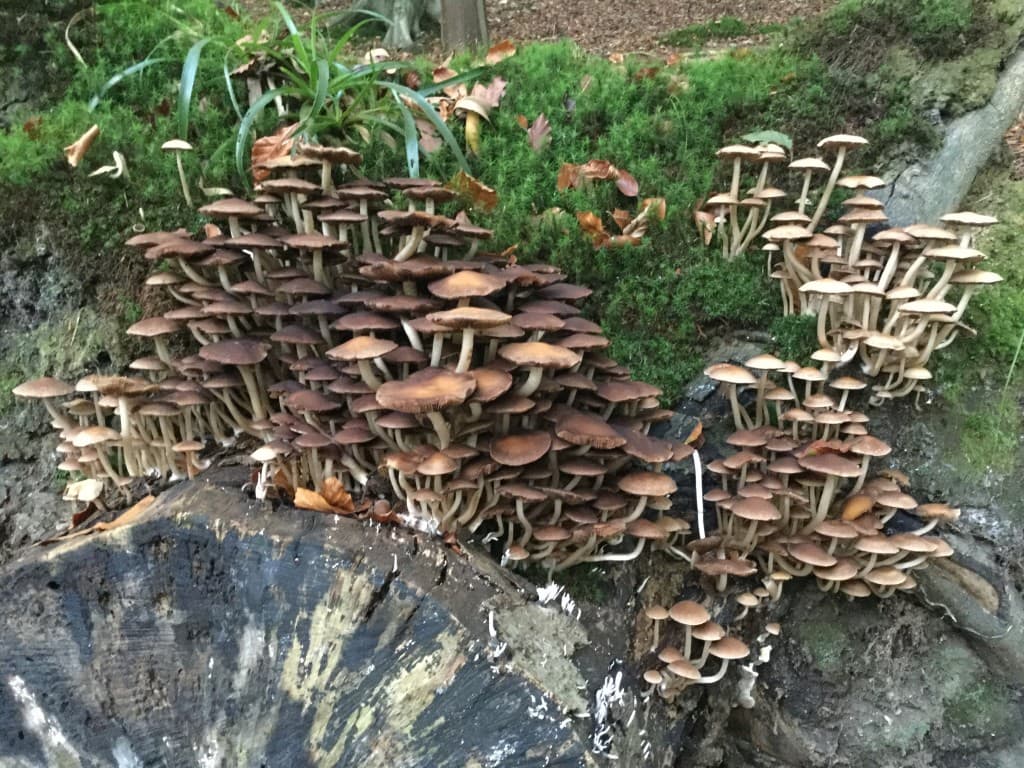 Le peuple de la forêt s'éveille.