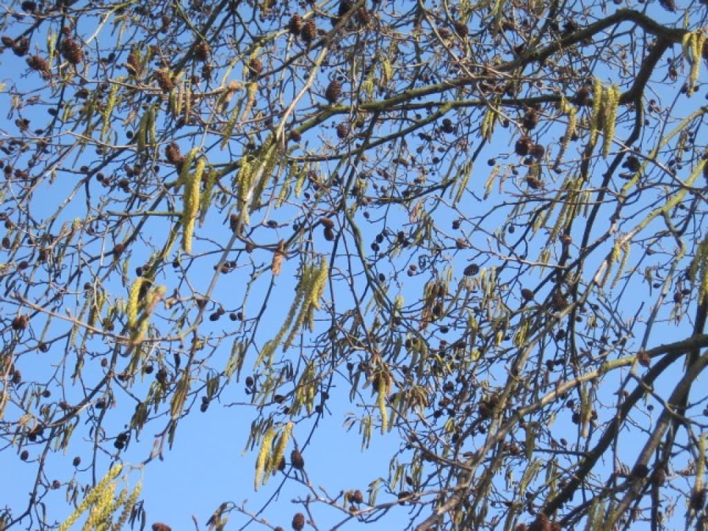 le printemps revient.