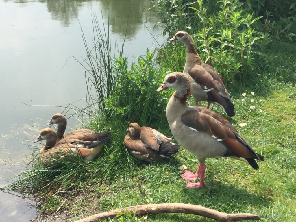 Nouvelle famille !