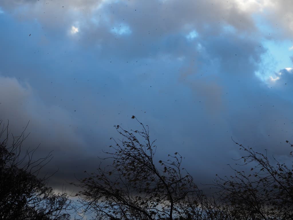 Tout vole au vent
