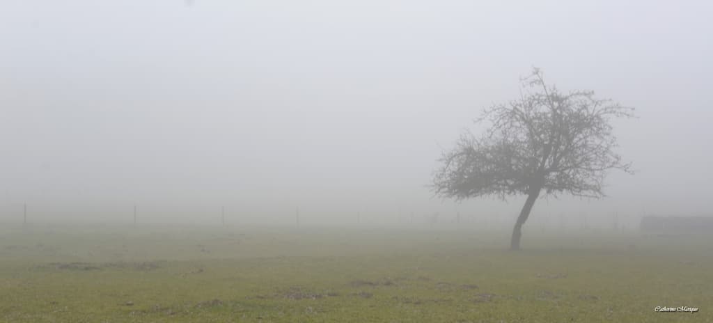Brouillard épais!
