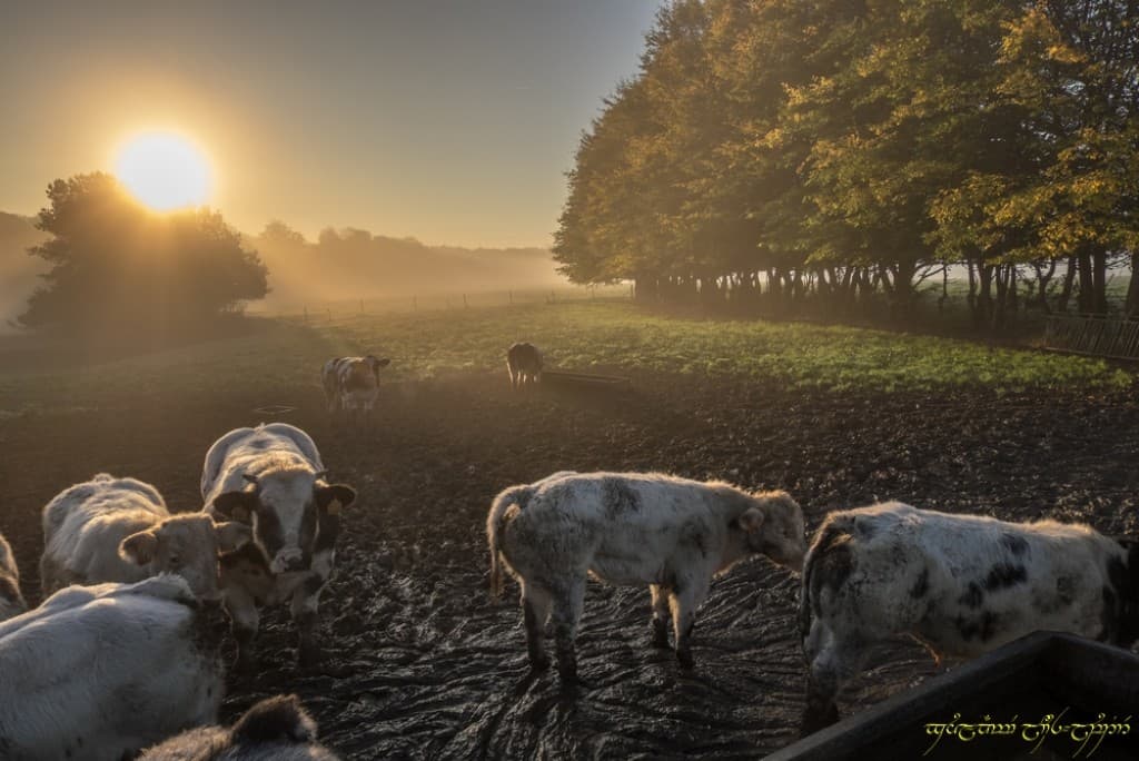 Brume d'automne bis