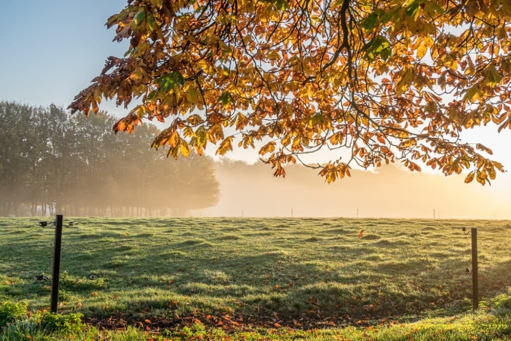 Brume d'automne