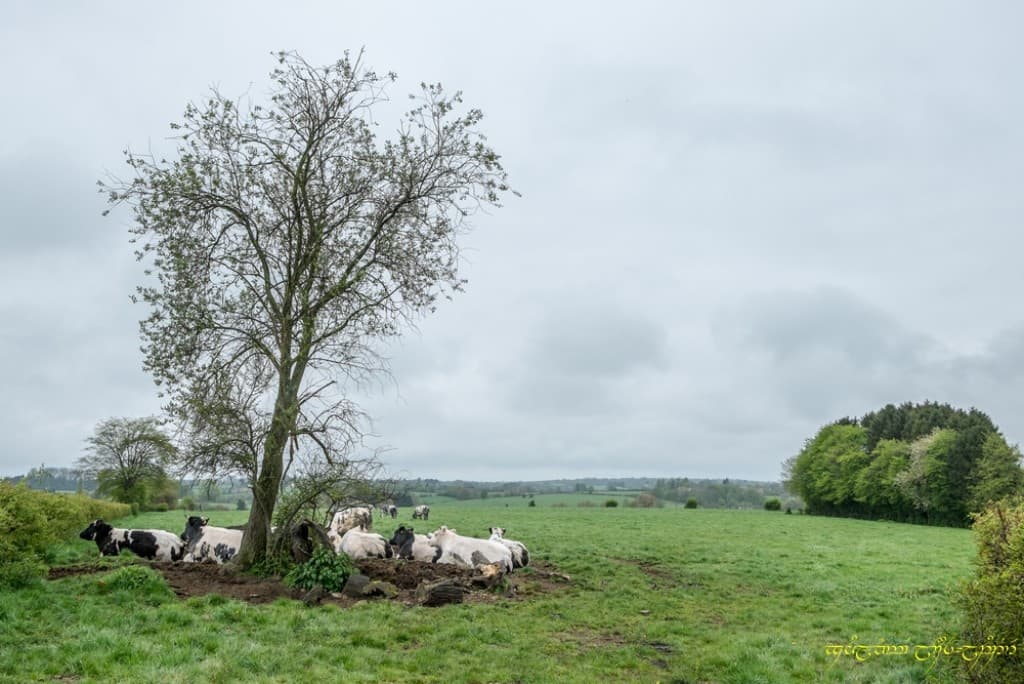 Humide et gris