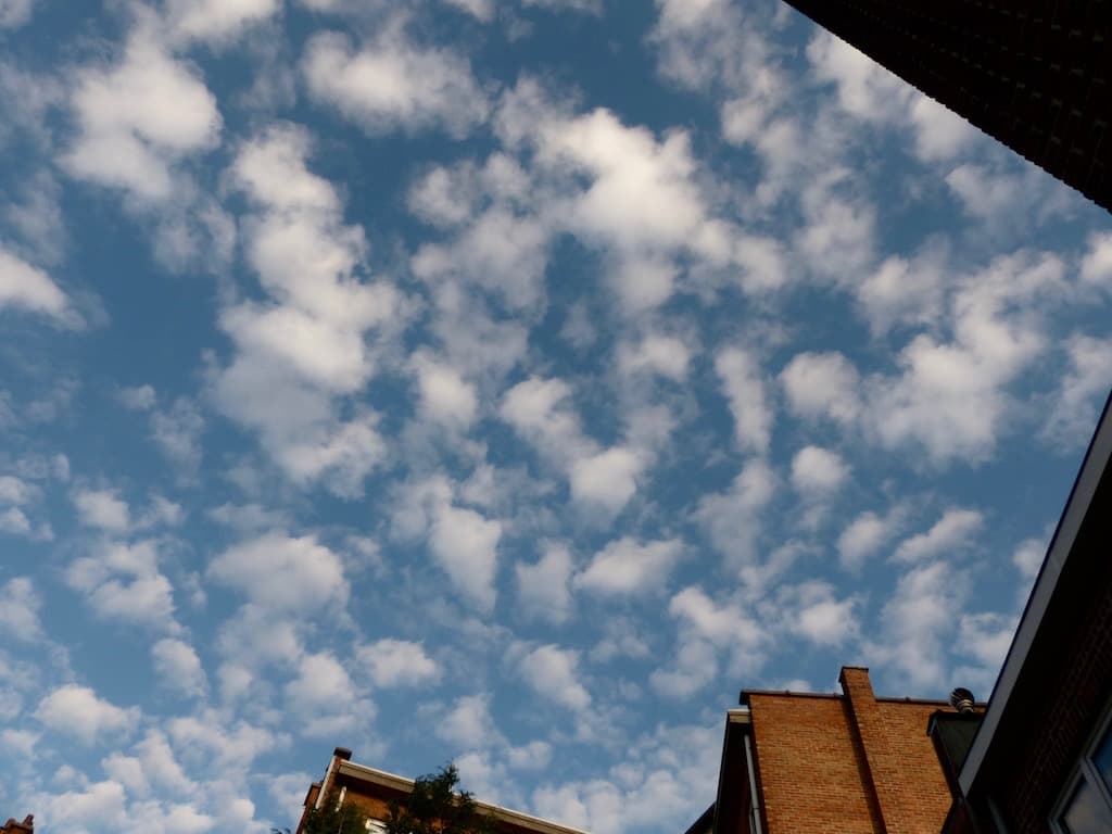 Les tout-doux moutons du jour