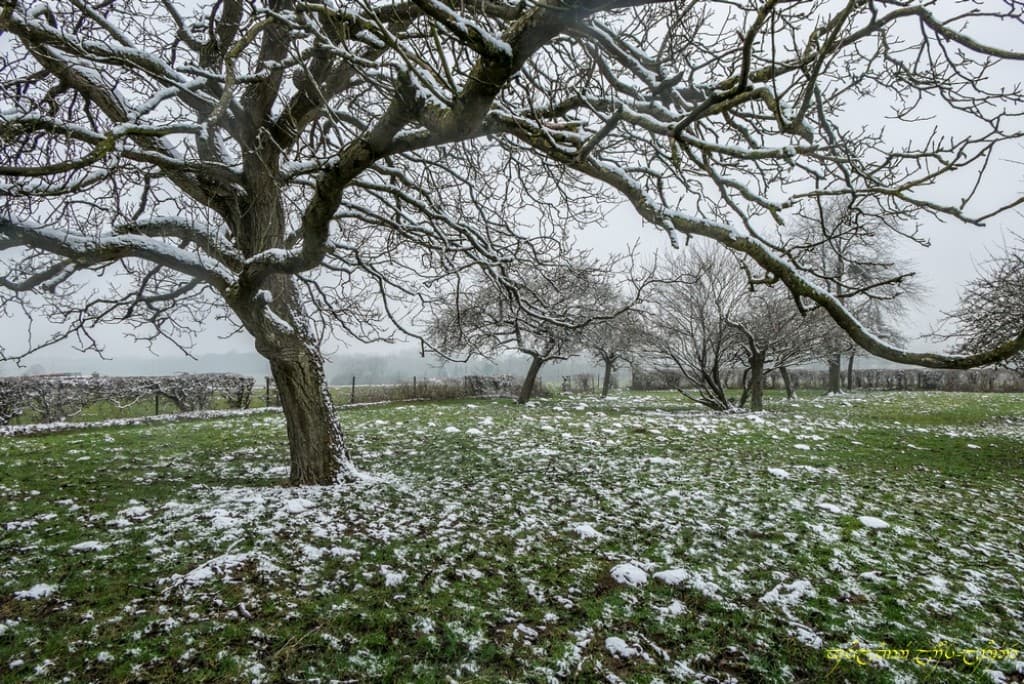 Neige du 11/02