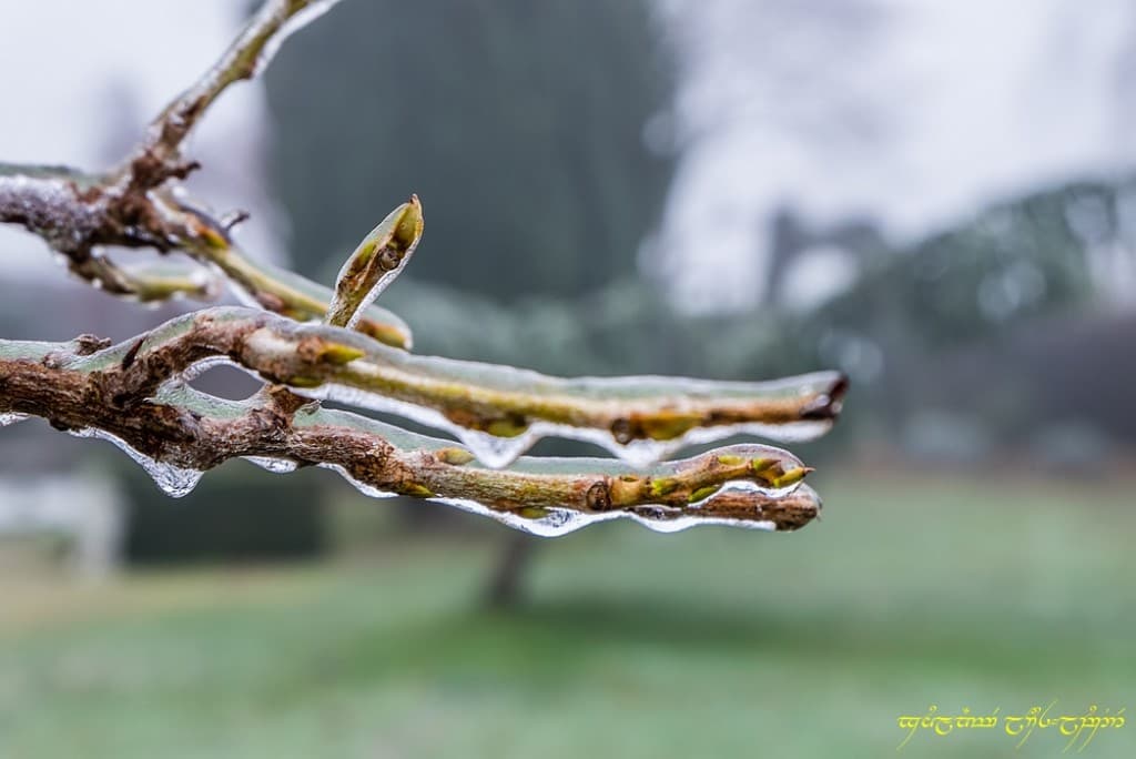 Chagrinant verglas du matin -I