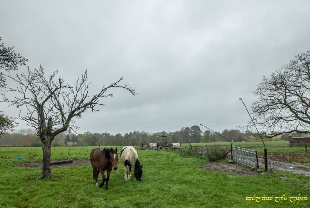 Pluie de novembre -III