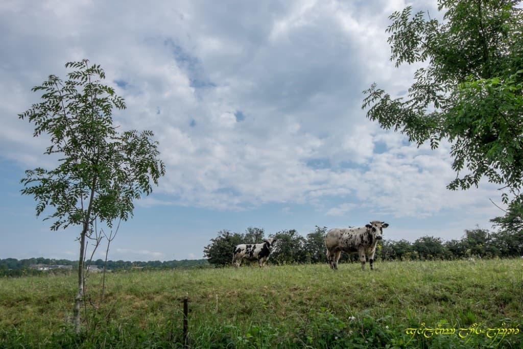 Sérénité campagarde