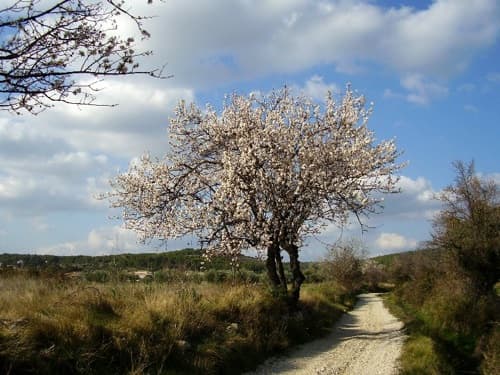 En février 2008, certains arbres étaient déjà en fleurs, y compris dans le Nord.
