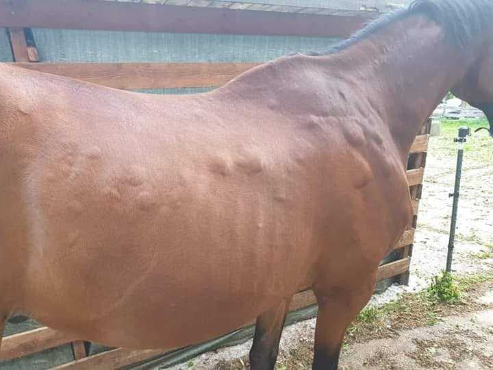 Image d'illustration pour Les violents orages en Europe Centrale menacent-ils la France?