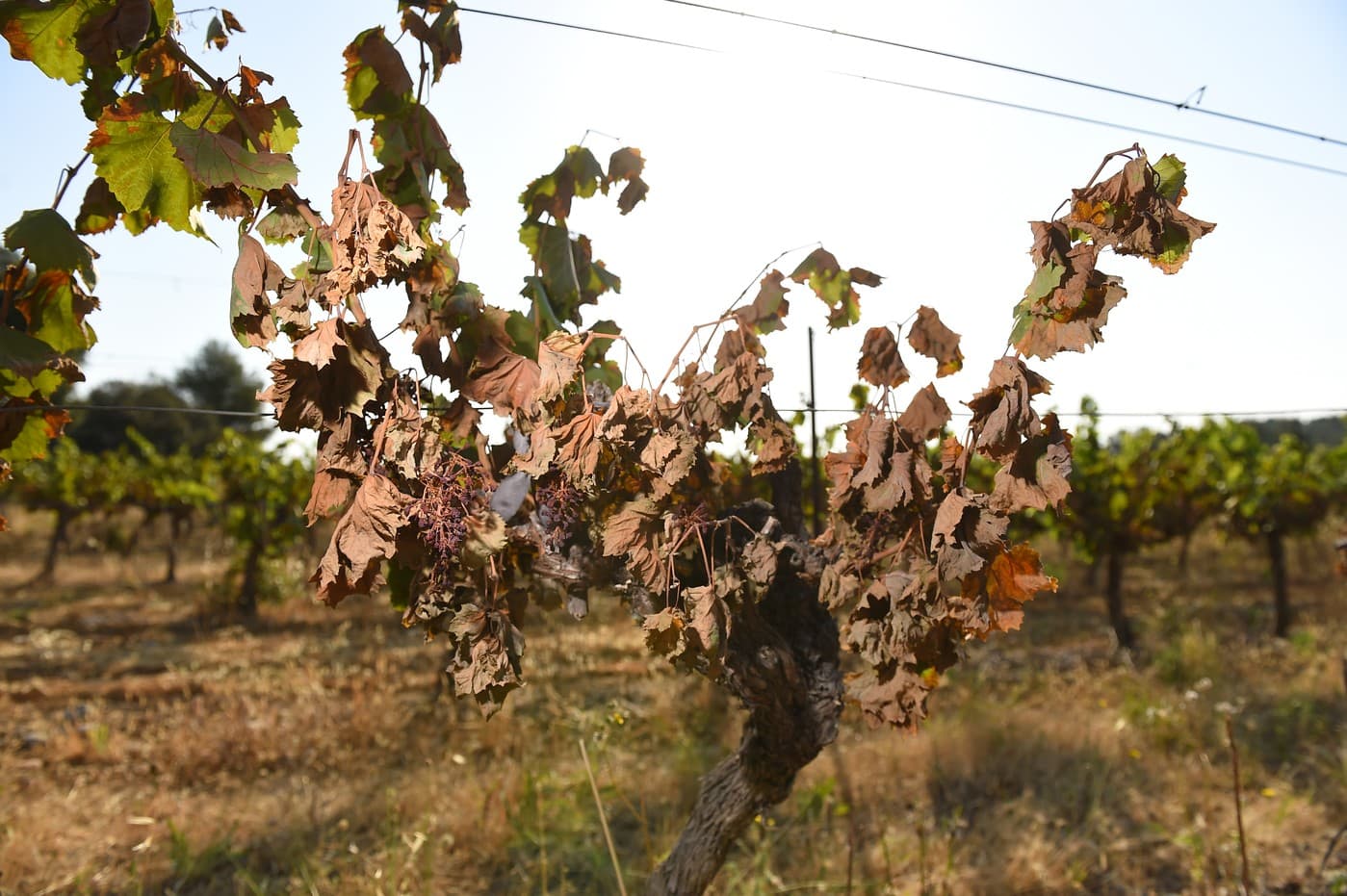 Image d'illustration pour Sécheresse et chaleur : Les forêts françaises dépérissent